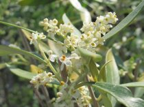 Olea europae - Olive tree 280cm