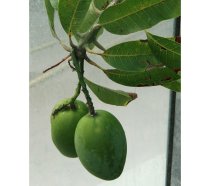 Mangifera indica 180/200cm