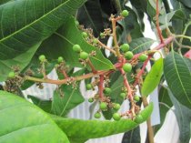 Mangifera indica 180/200cm