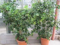 Eugenia uniflora 150cm