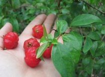 Eugenia uniflora 150cm