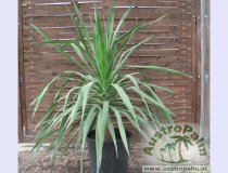 Dracaena draco 130cm