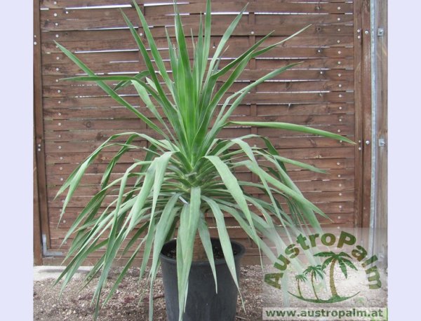 Dasyliron / Nolina and others