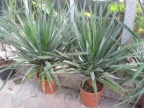 Dracaena draco 130cm