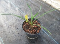 Yucca karlsruhensis x Yucca arkansana 15/20cm - BIO