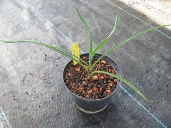 Yucca karlsruhensis x Yucca arkansana 15/20cm - BIO