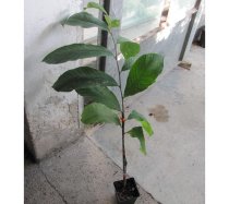 Asimina triloba veredelt ″Golden4″ 60cm
