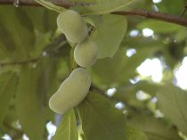 Asimina triloba veredelt "Golden4" 60cm