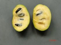 Asimina triloba veredelt "Golden4" 60cm