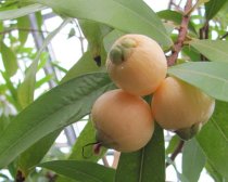 Eugenia jambos 200cm