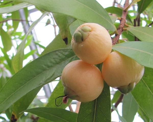 Eugenia jambos 200cm