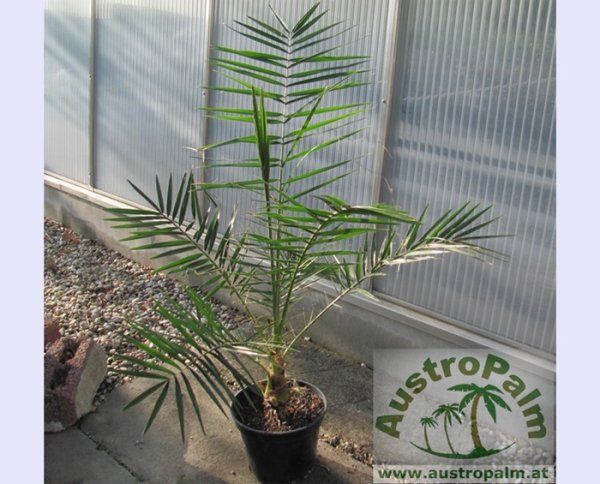 Phoenix reclinata 110/130cm - BIO