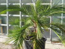 Phoenix reclinata 110/130cm - BIO