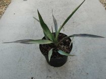 Yucca treculeana 40/50cm - BIO