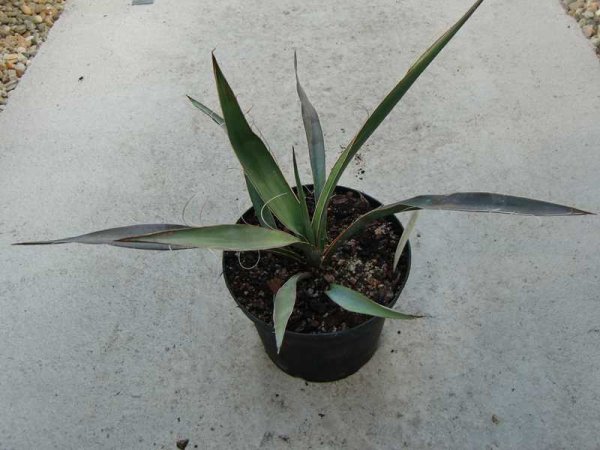 Yucca treculeana 40/50cm - BIO