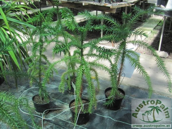 Araucaria angustifolia 160/180cm - BIO