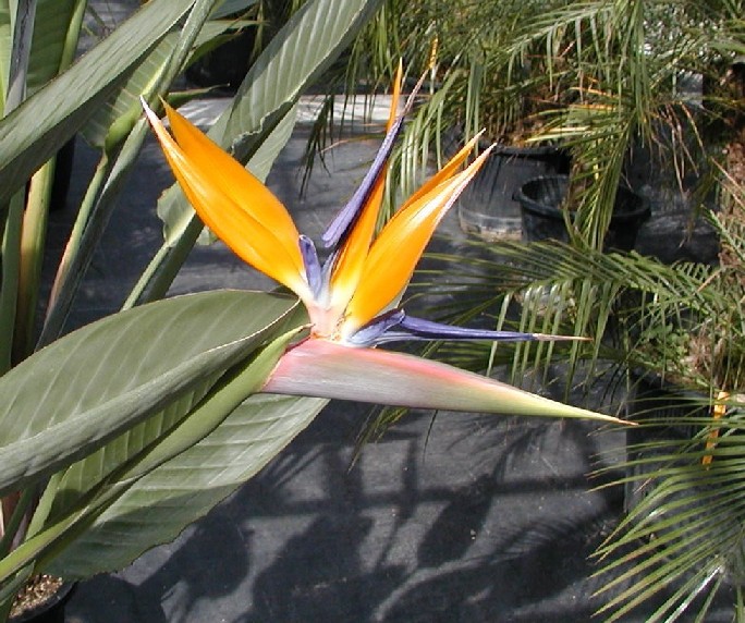 Strelitzias