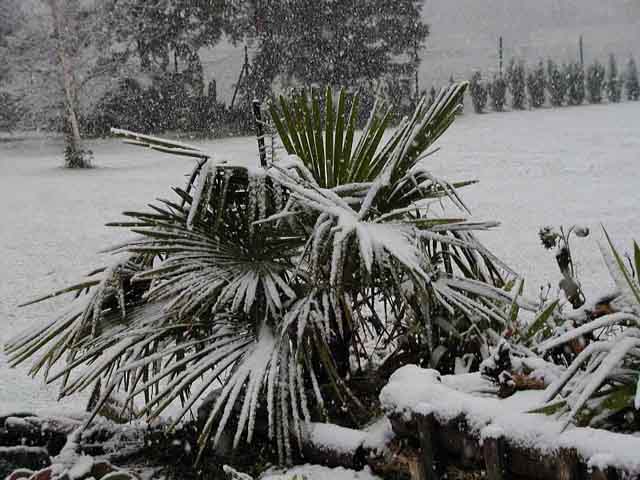 cold hardy palms