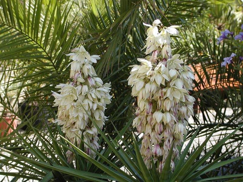 Yuccas, Agaves, Succulents